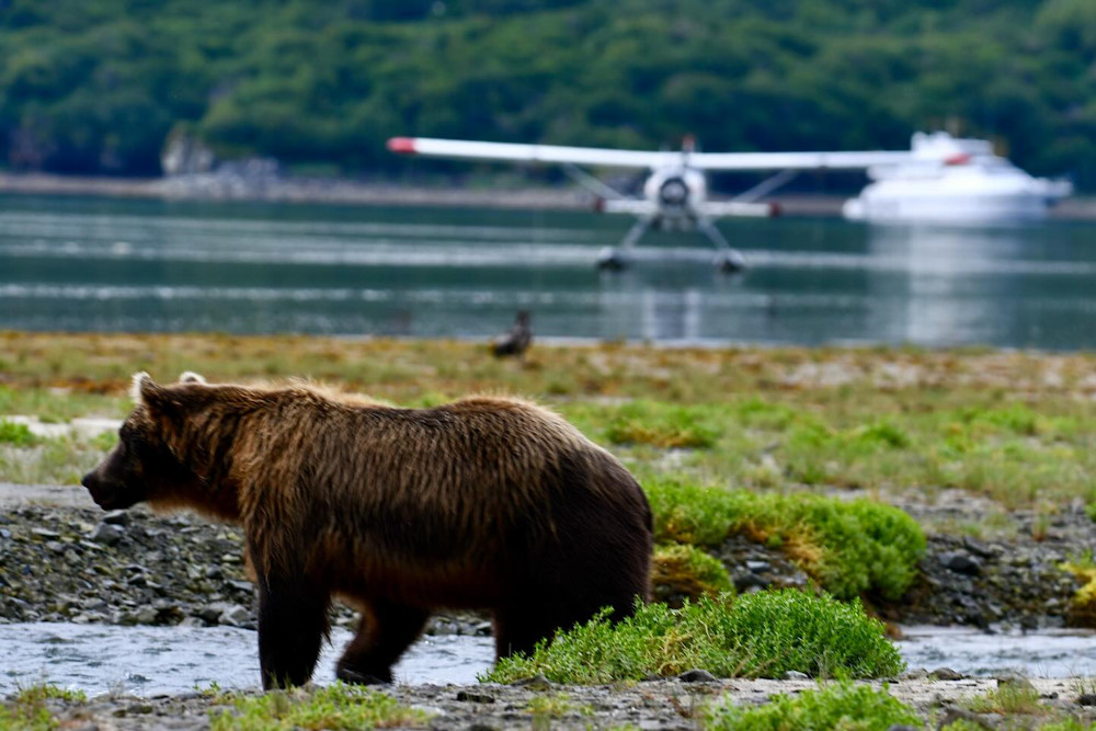 Alaska Ultimate Safaris floatplane near wild bear habitat