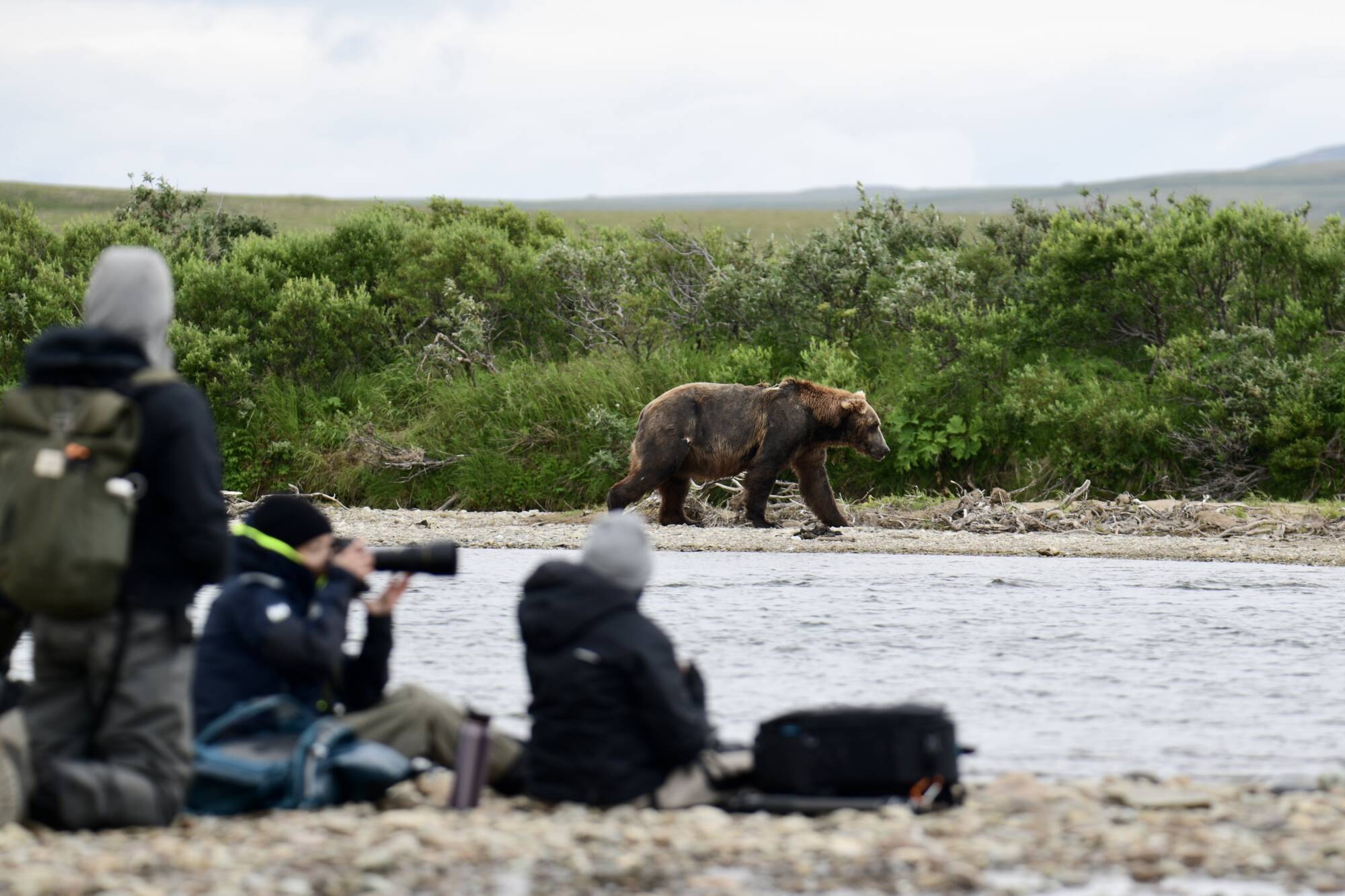 Guests quietly watching a brown bear with their guide