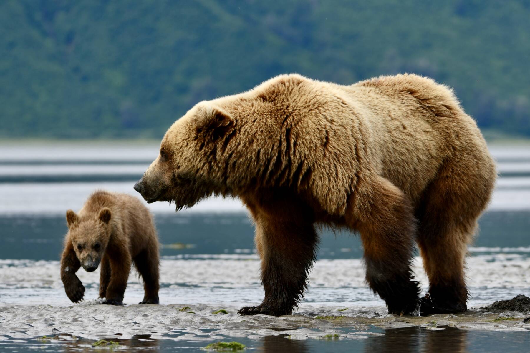 Mother brown bear and cub on the Alaska coast