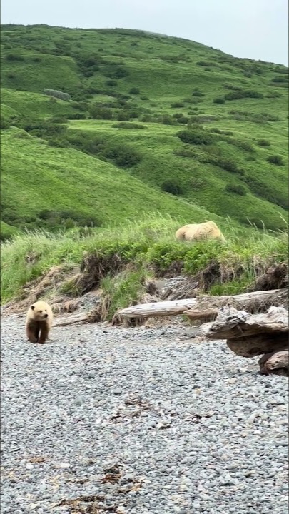 Brown bear cub walking through remote Alaska habitat