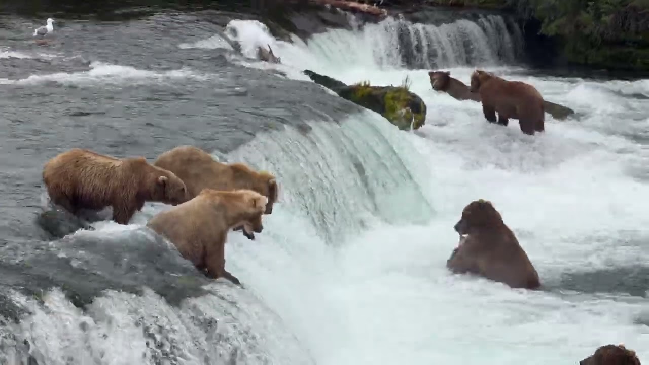 Brown bears fishing around a waterfall in Alaska