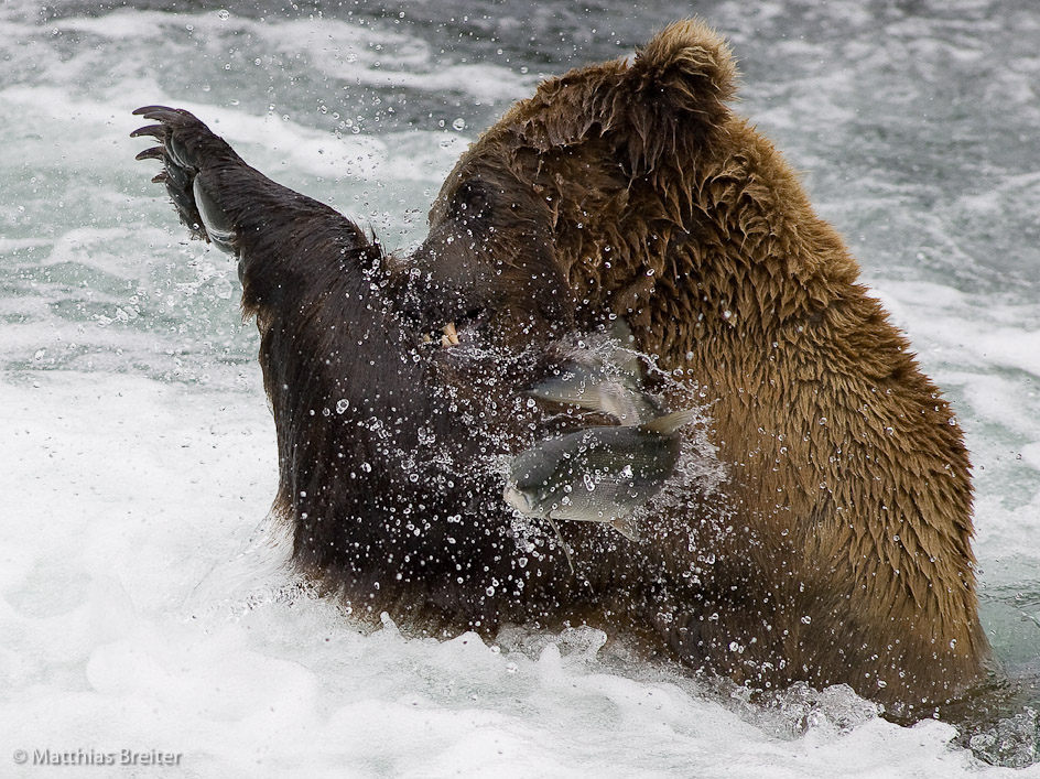 Brown bear catching a salmon in Alaska, photograph credited to Matthias Breiter