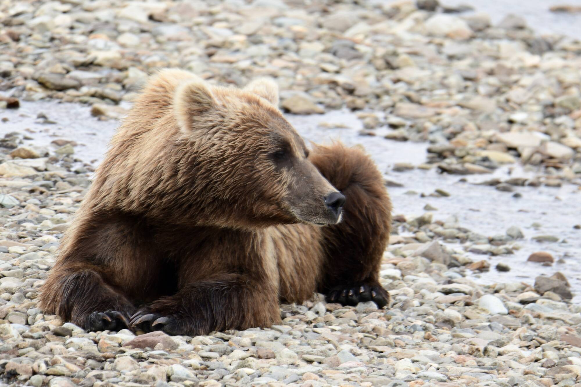 A brown bear resting on a rocky riverbank in Alaska