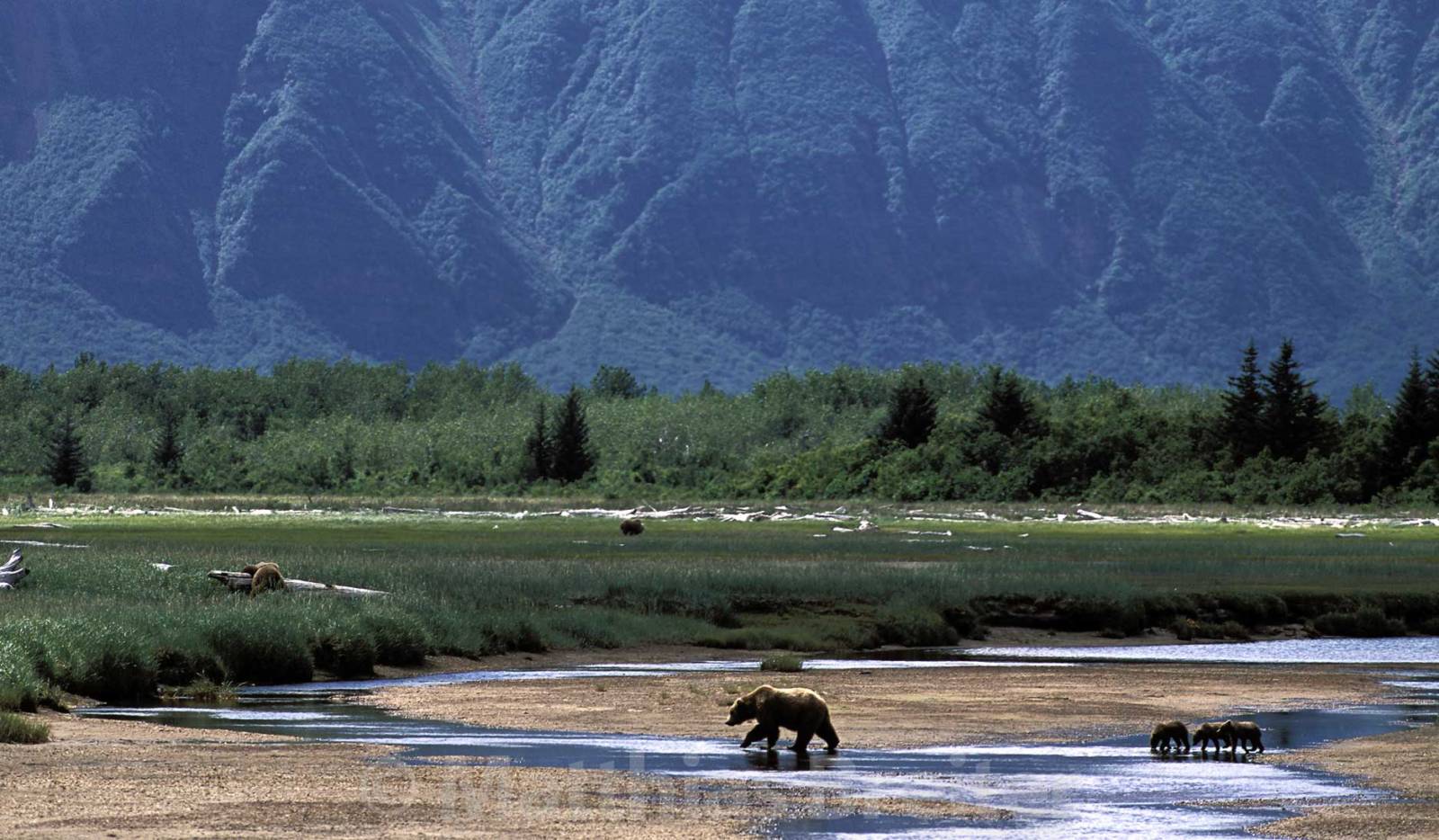 Welcome to the first installment of Alaska Ultimate Safaris web blog. We are committed to providing guided safaris to remote areas of Alaska.
