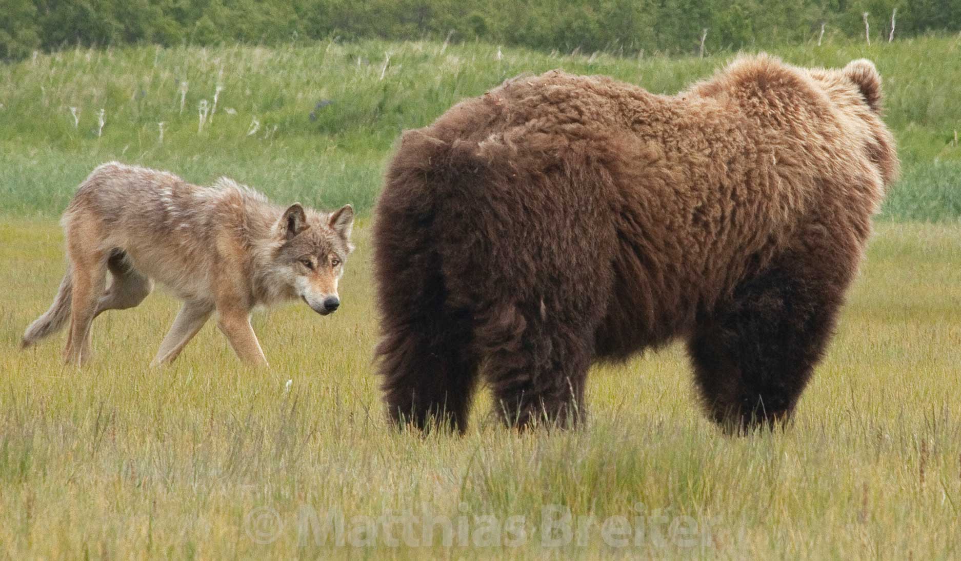 Alaska Grizzly Wolf Alaska Ultimate Safaris
