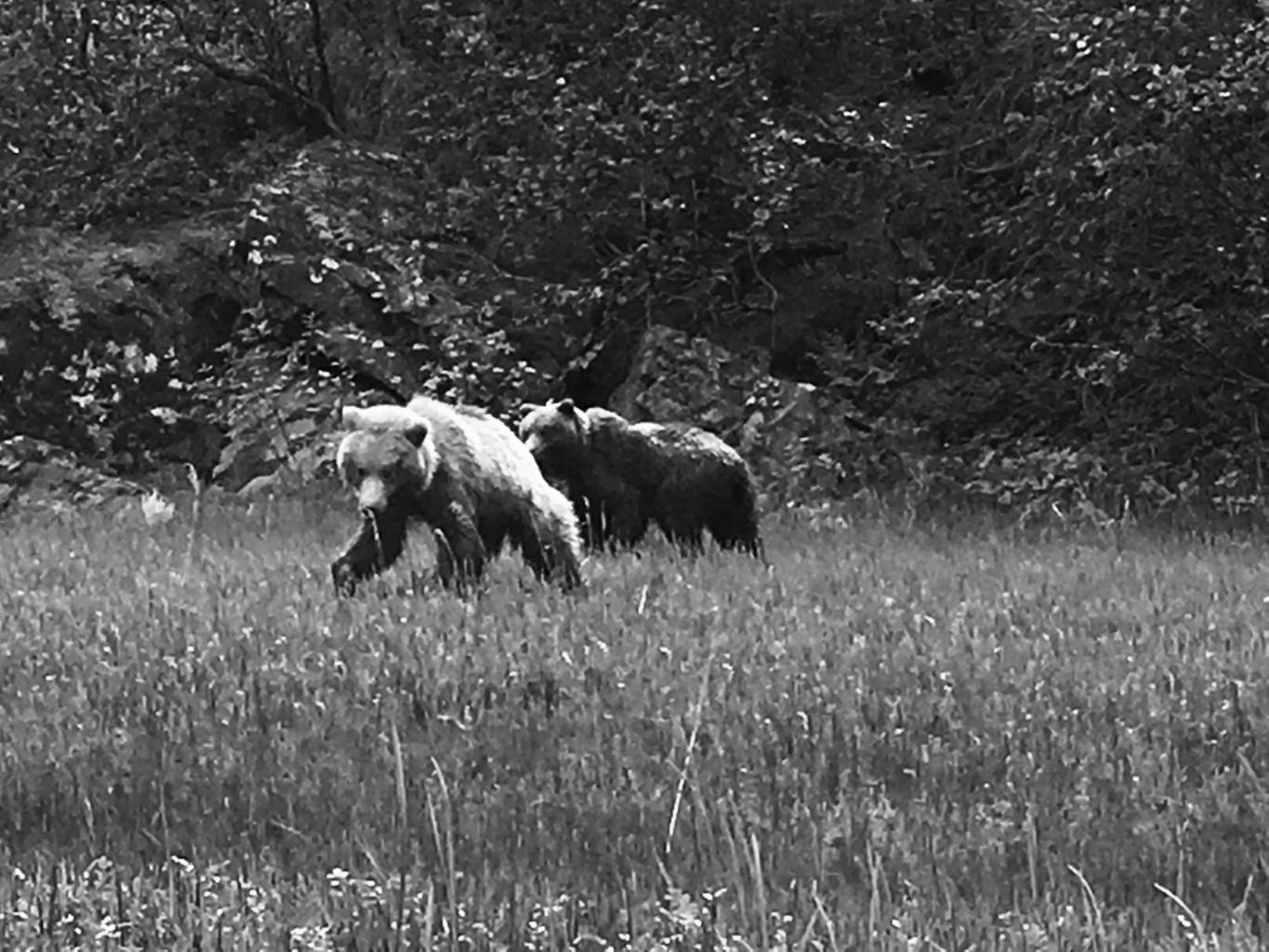 It's already a great season for bears!