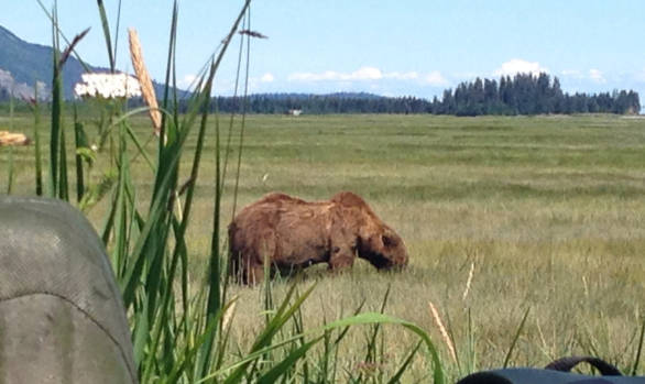 Bear in Grass