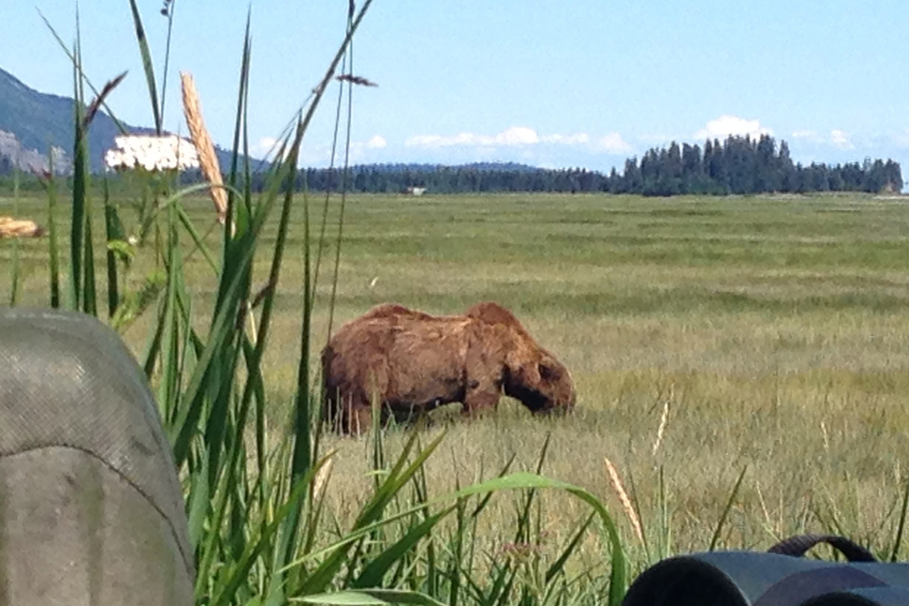 Bear in Grass