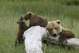 Alaska Bear Mother and Cubs