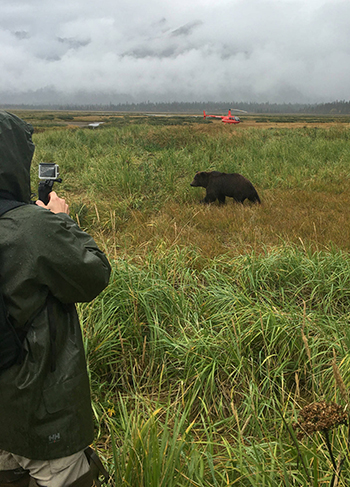 Alaska Bear Viewing with Helicopter from Homer Guided Alaska bear viewing with helicopter and brown bear near Homer