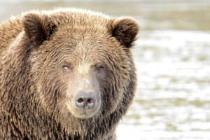 Alaska Grizzly Bear