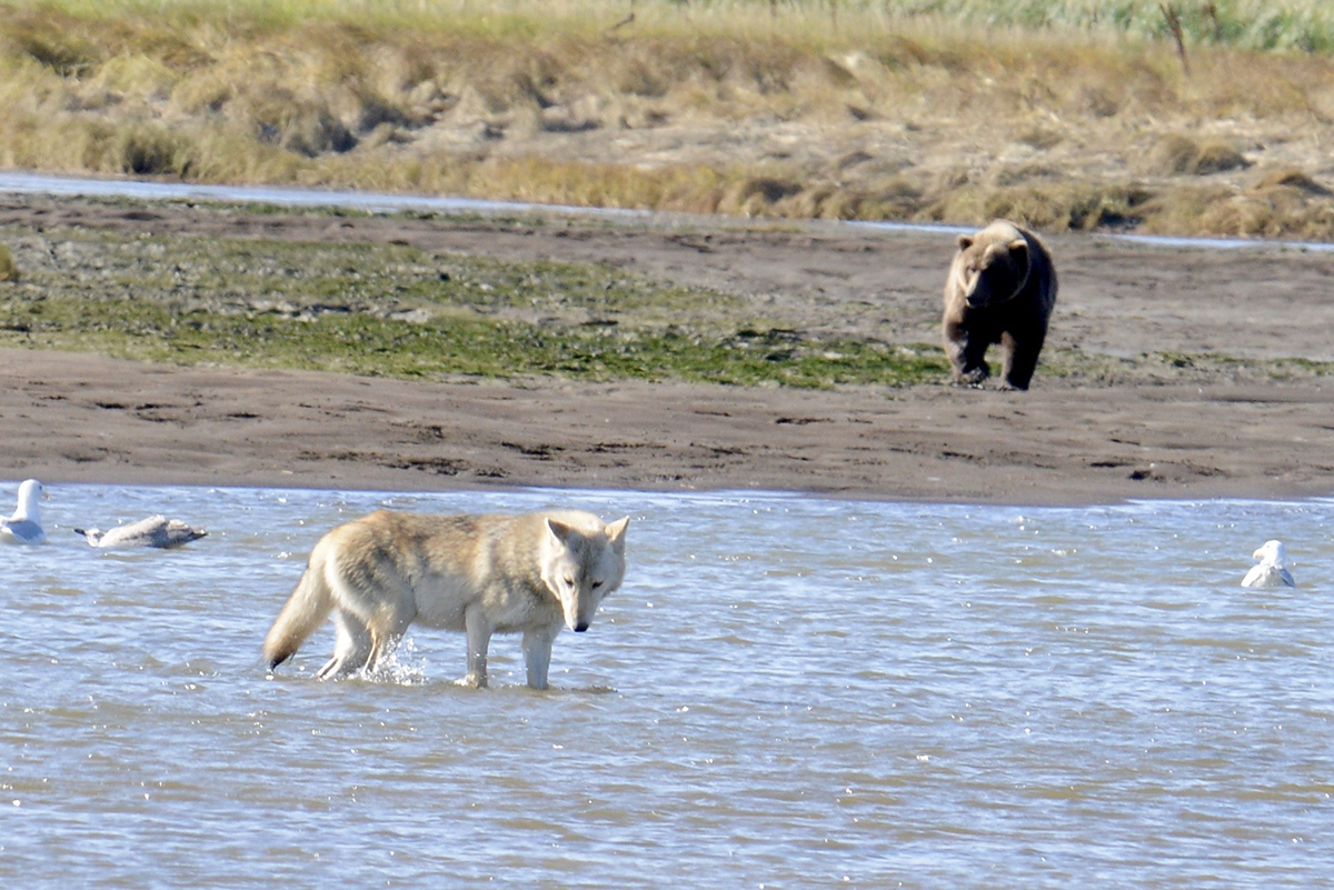 Alaska Grizzly Bear with fox