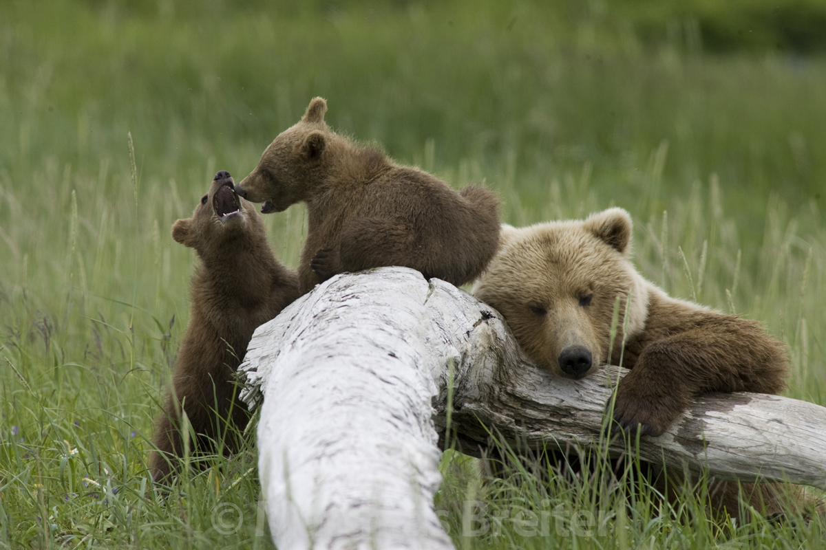 Alaska Grizzly Bears