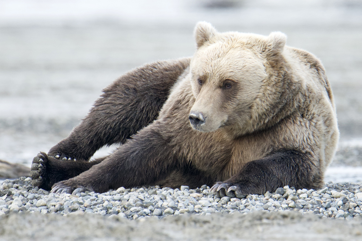 Alaska Grizzly Bear