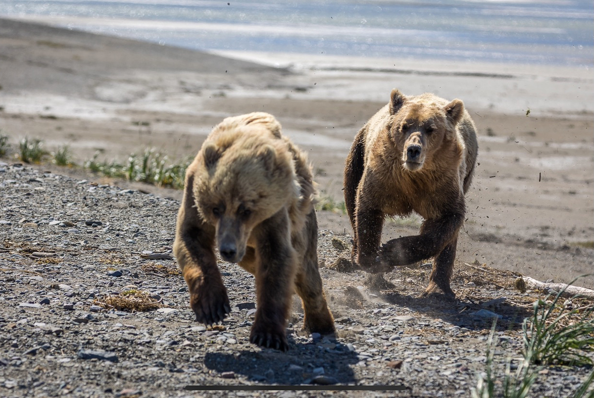 Alaska Grizzly Bear running
