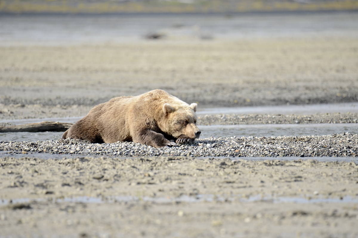 Alaska Grizzly Bear