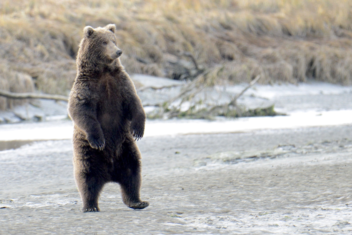 Alaska Grizzly Bear Standing