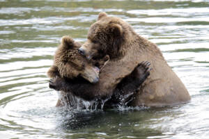 Alaska Grizzly Bear