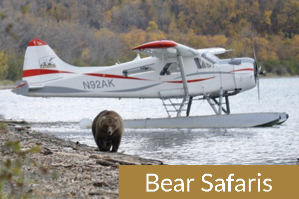 Bear-Safaris
