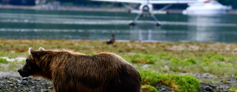 Homer Alaska bear viewing safari with brown bear and floatplane
