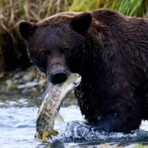 bearimage02