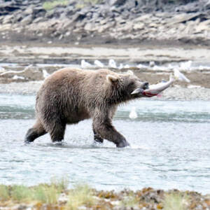 bearviewing03 Brown Bear catching a fish
