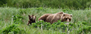 Mother brown bear with cubs during an Alaska bear viewing tour from Homer