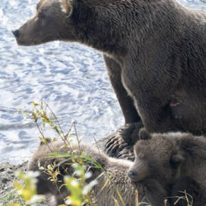 brownbear