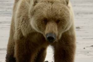Brown bear walking toward the camera during an Alaska bear viewing safari