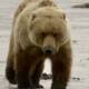 How to Photograph Brown Bears Safely