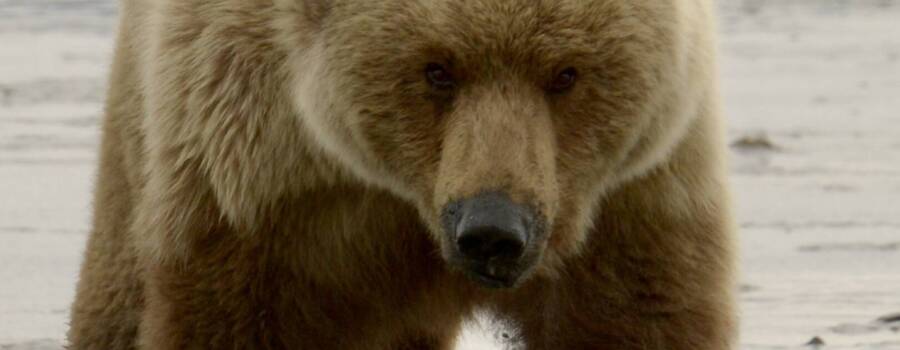 Brown bear walking toward the camera during an Alaska bear viewing safari