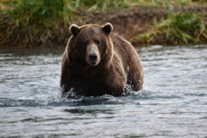 Fourth of July Bear Safari Alaska with coastal brown bears on a bear viewing tour from Homer