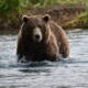 Fourth of July Bear Safari Alaska