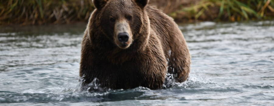 Fourth of July Bear Safari Alaska with coastal brown bears on a bear viewing tour from Homer