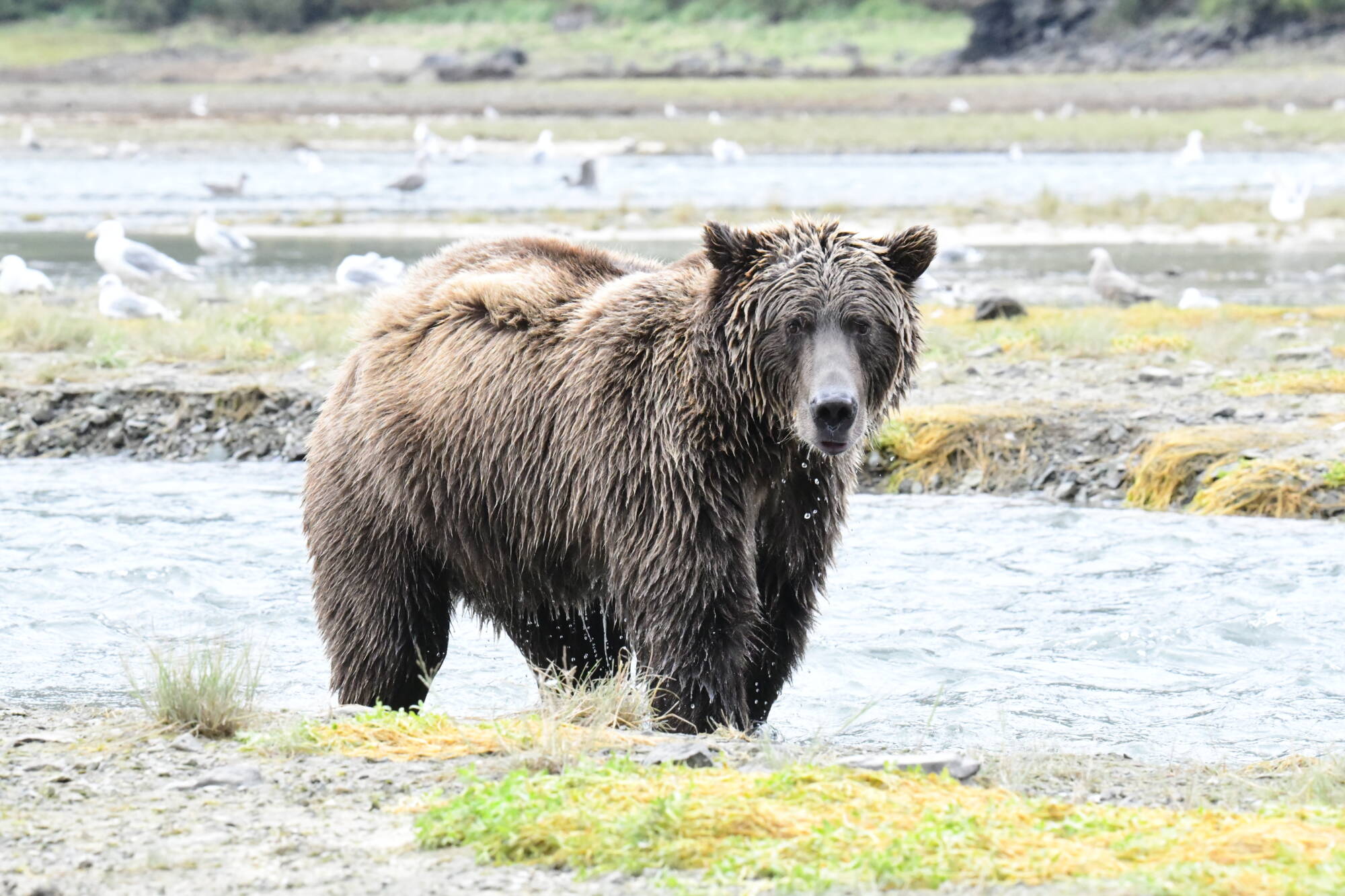 Brown Bear Standing in Alaska Tidal Flats Brown Bear Standing in Alaska Tidal Flats Alt Text: Brown bear standing in Alaska tidal flats during a bear viewing tour Caption: A brown bear stands in Alaska tidal flats during a guided bear viewing safari. Description: Brown bear standing near the water in coastal Alaska habitat during an Alaska Ultimate Safaris bear viewing tour from Homer.