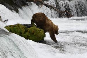 Brown Bear at Brooks Falls in Katmai National Park Alaska