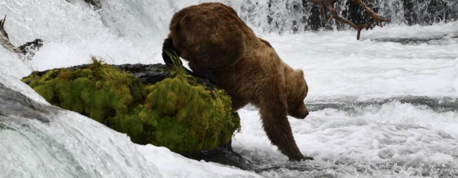 Brown Bear at Brooks Falls in Katmai National Park Alaska