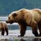 Family Friendly Alaska Safari Tour Guide