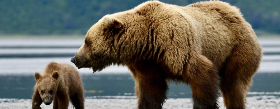 Mother brown bear with cub in Katmai National Park during an Alaska bear viewing tour from Homer