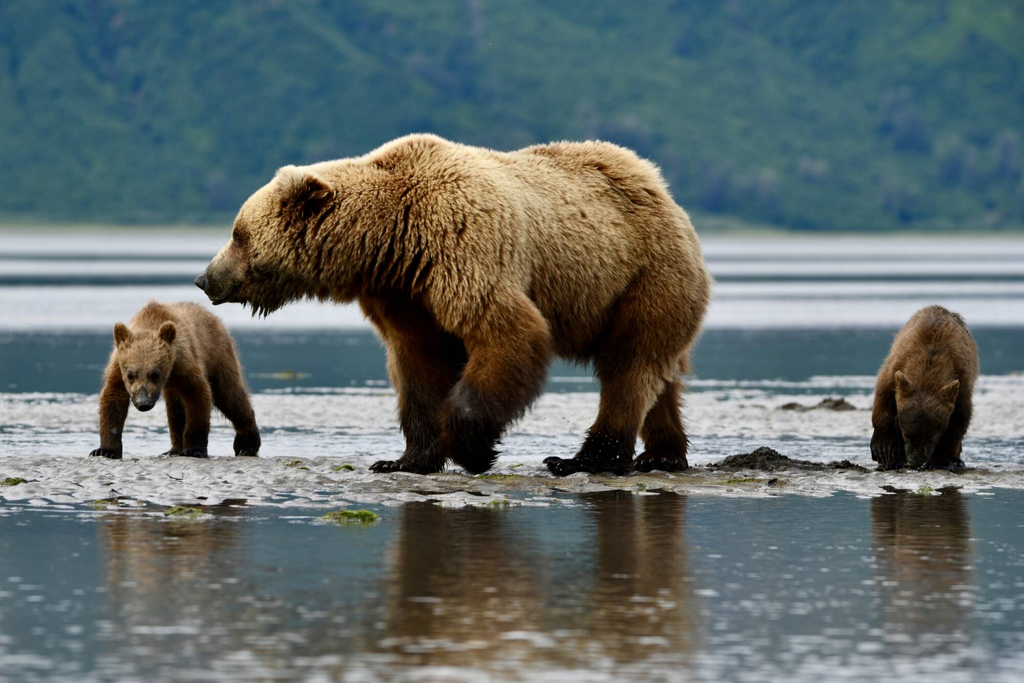 Alaska Bear Viewing Tour from Homer Alaska bear viewing tour from Homer with brown bears in coastal bear habitat