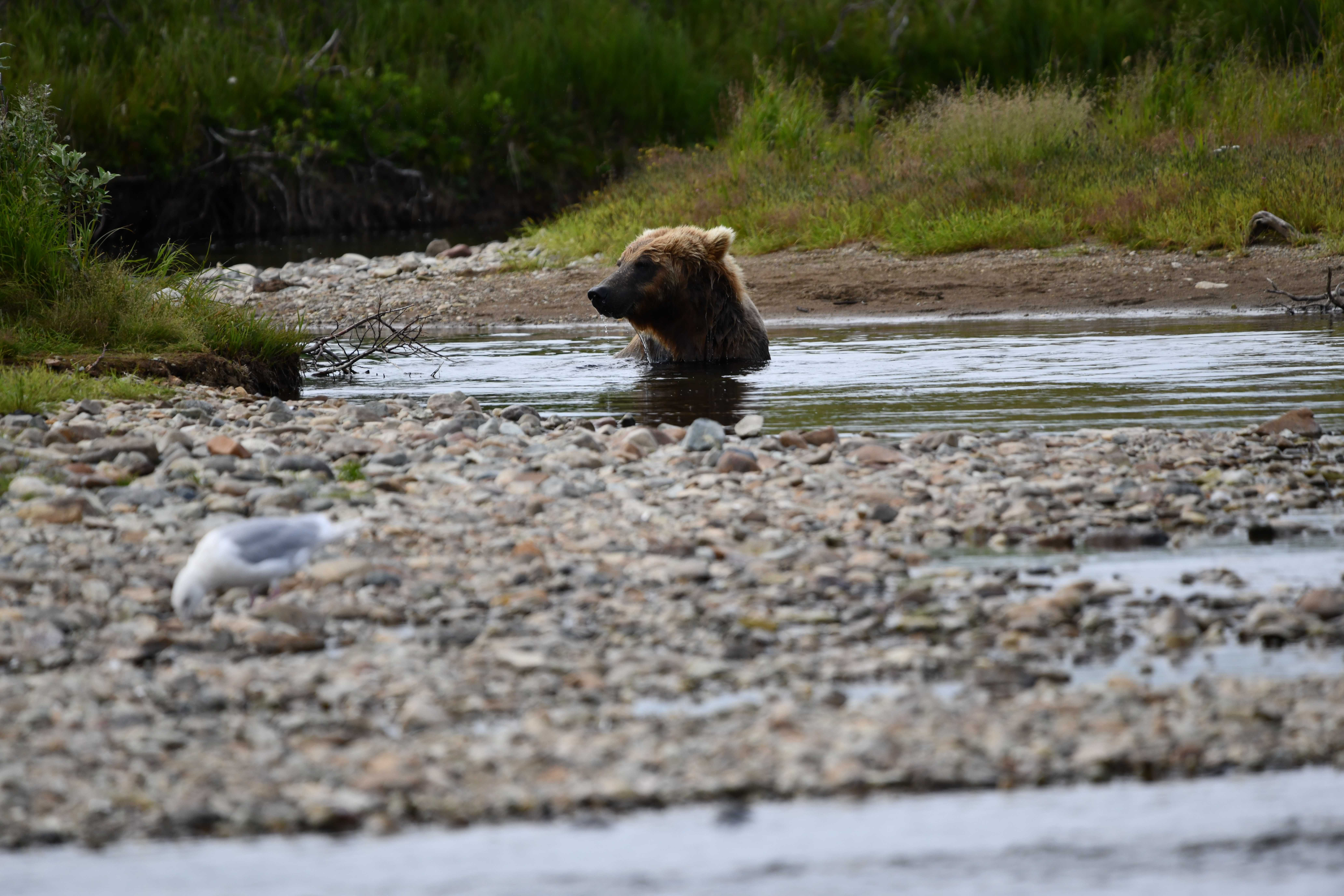 Brown bear walking across a remote Alaska beach during a bear viewing tour from Homer