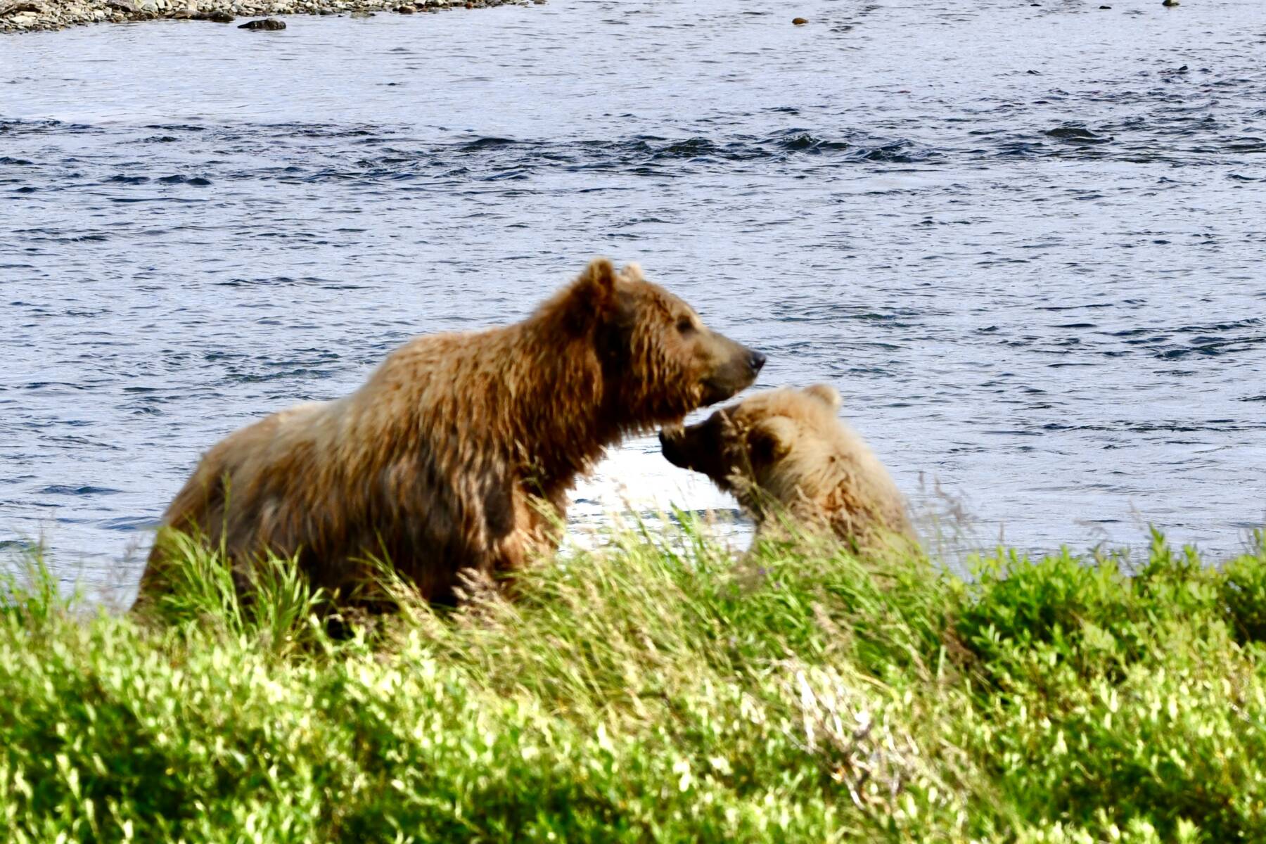 A mother brown bear and her cub explore the wild Alaska coastline together.