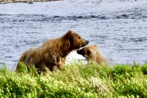A mother brown bear and her cub explore the wild Alaska coastline together.