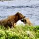 Best Time for Katmai Bear Viewing