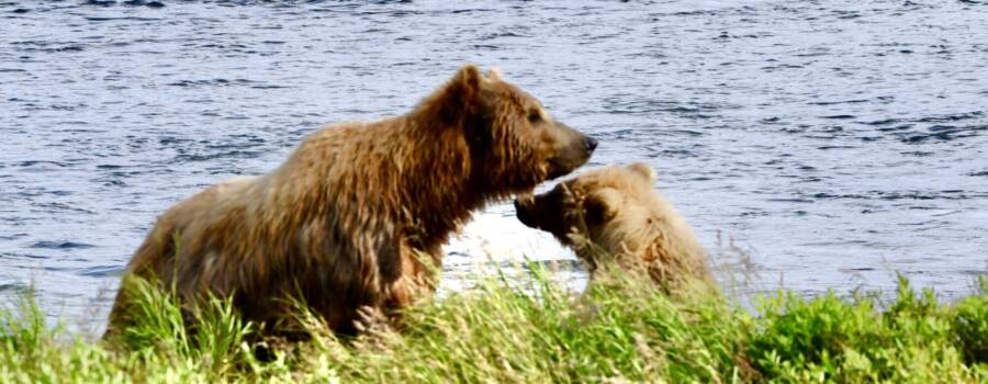 A mother brown bear and her cub explore the wild Alaska coastline together.