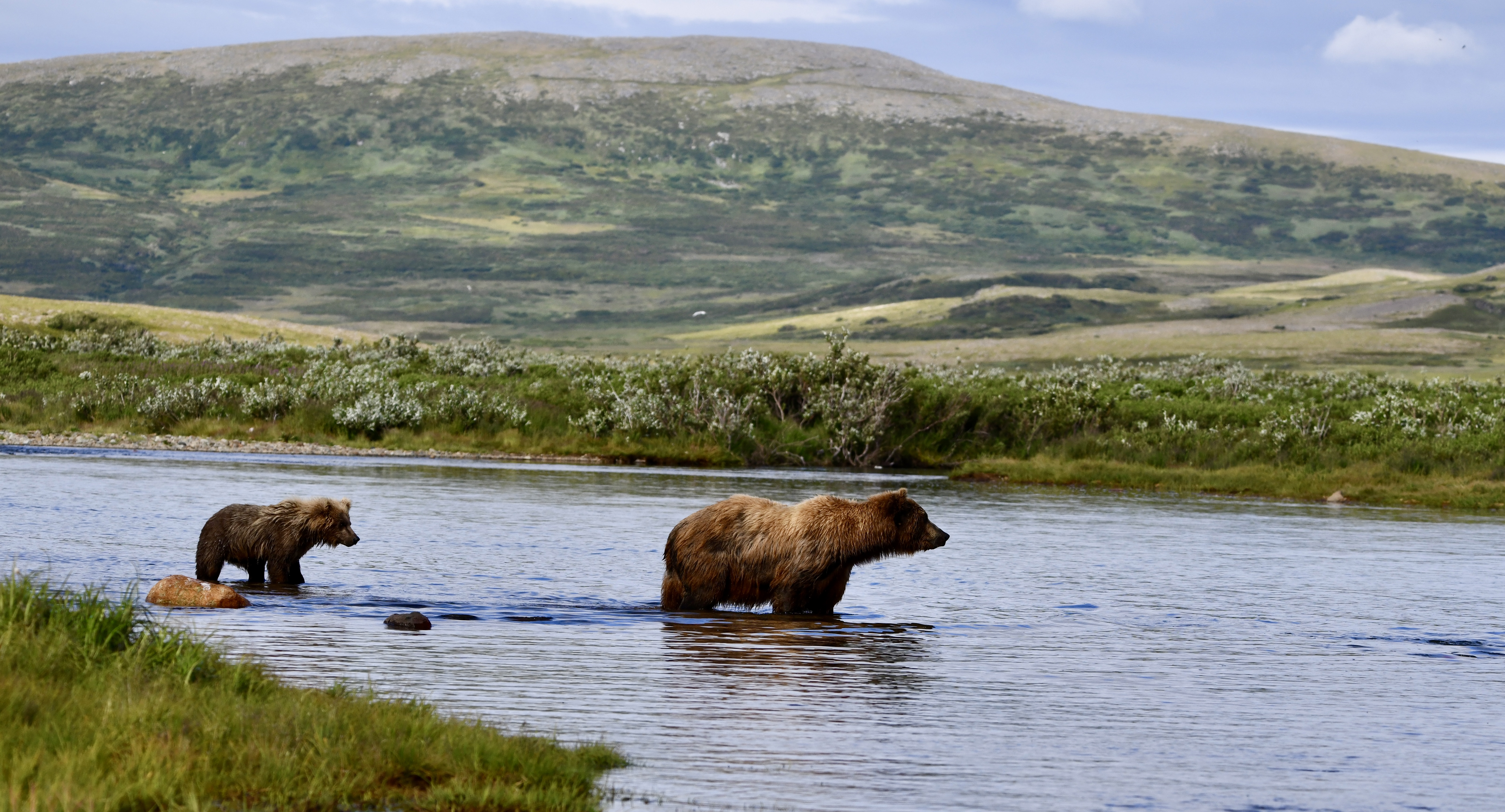 Brown Bears in Alaska Waterway Brown bears in Lake Clark National Park during a remote Alaska bear viewing tour from Homer.