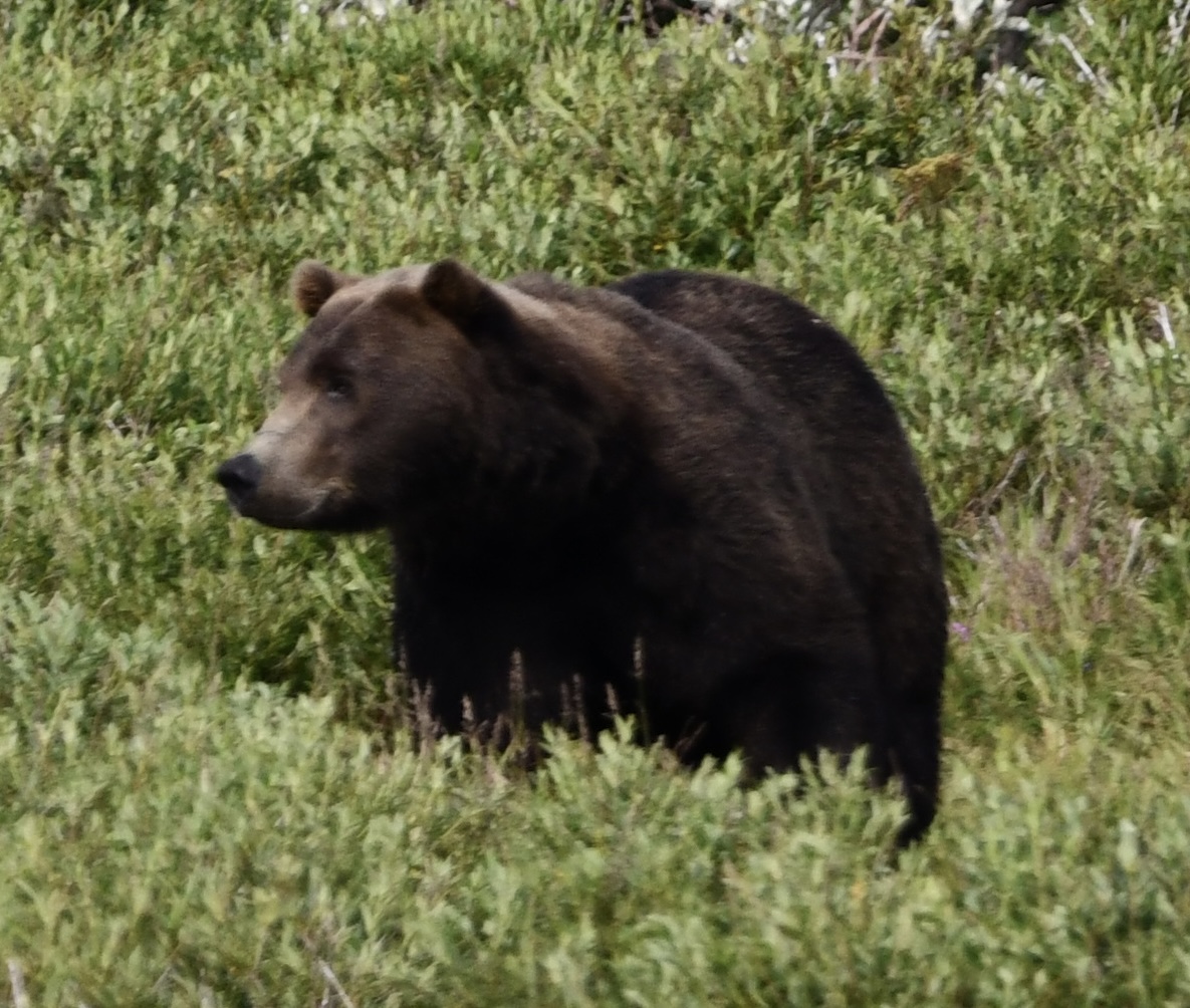 Brown Bear in Alaska Meadow