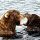 Katmai Bear Viewing Guide for First-Time Visitors