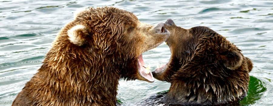 Katmai National Park bear viewing with two coastal brown bears playing in the water