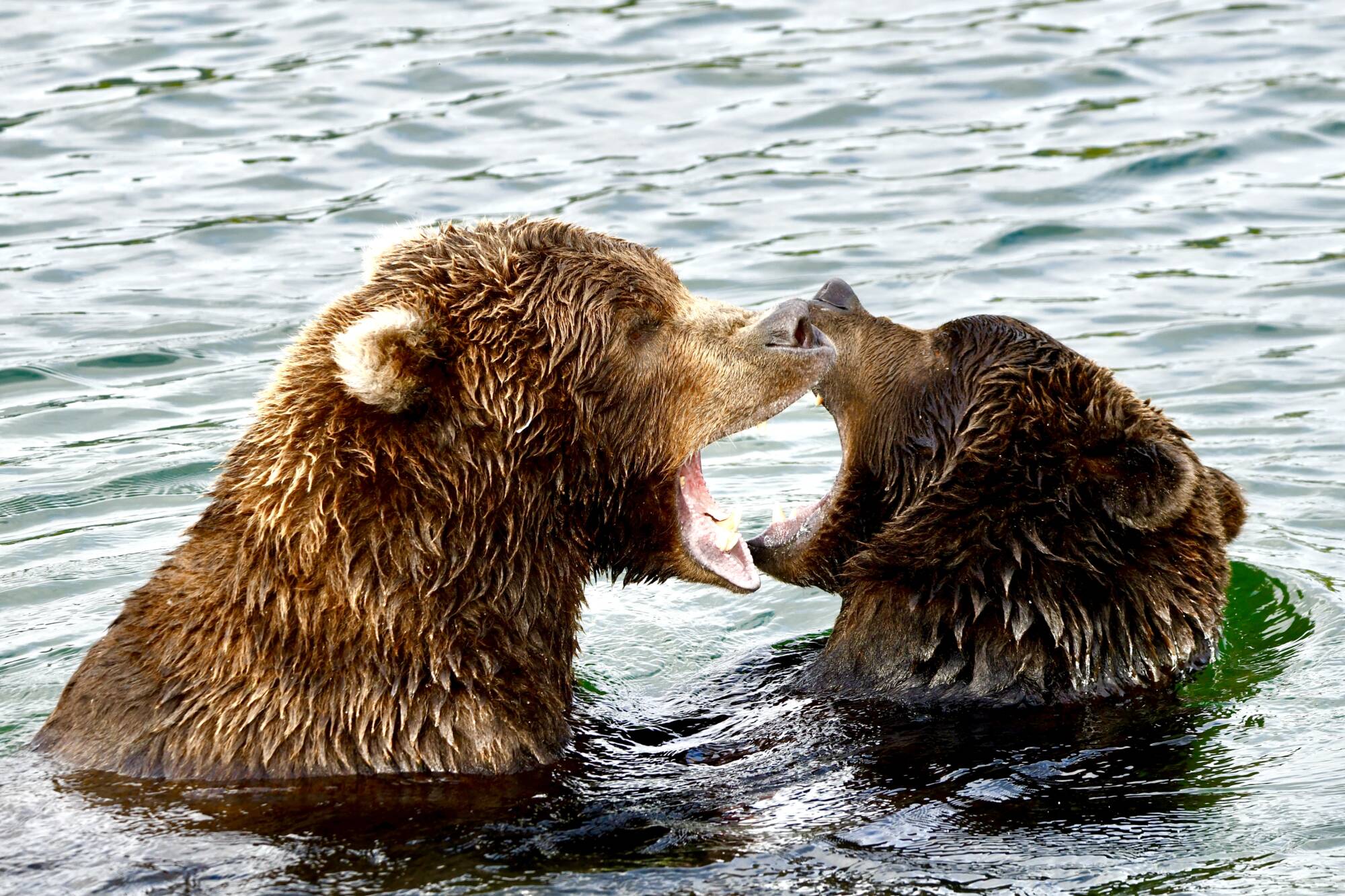 Katmai National Park bear viewing with two coastal brown bears playing in the water